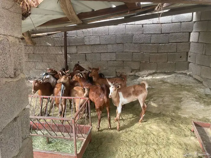 جفير وتيوس 1