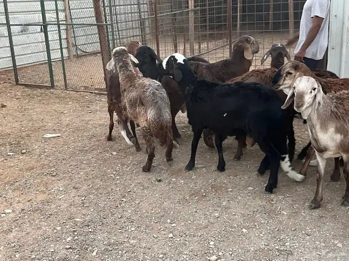 طليان سواكن 5