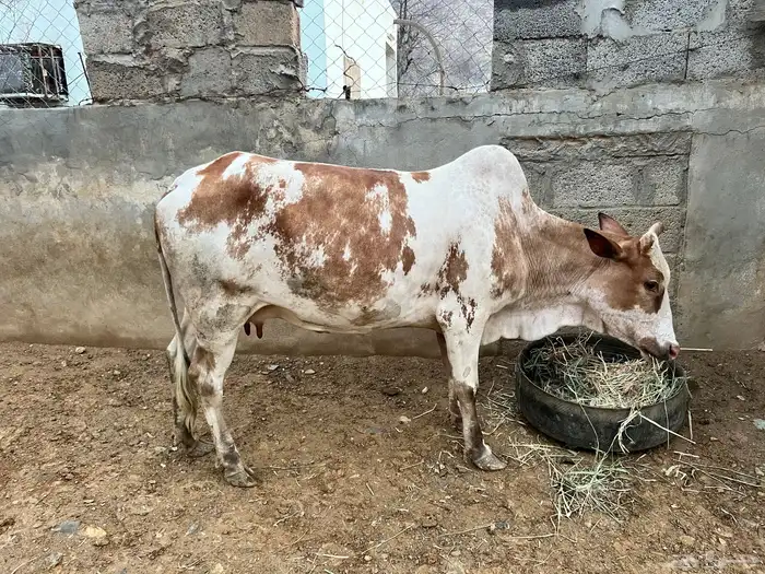 بقر بلدي 4