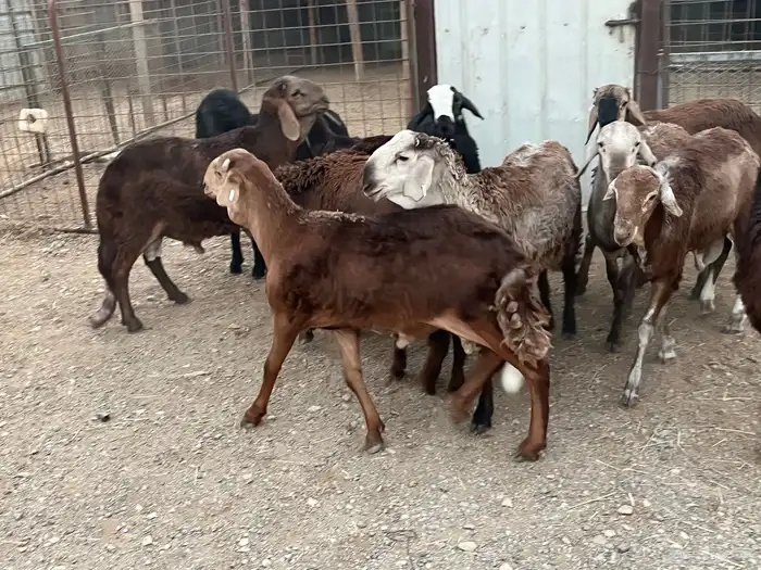 طليان سواكن 6