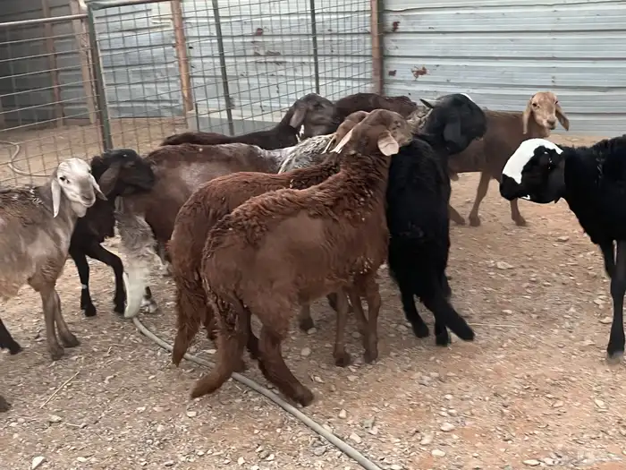 طليان سواكن 3