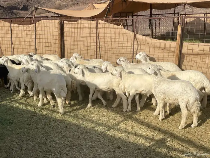 طليان مراح العدد 30 راس كلها طليان 3