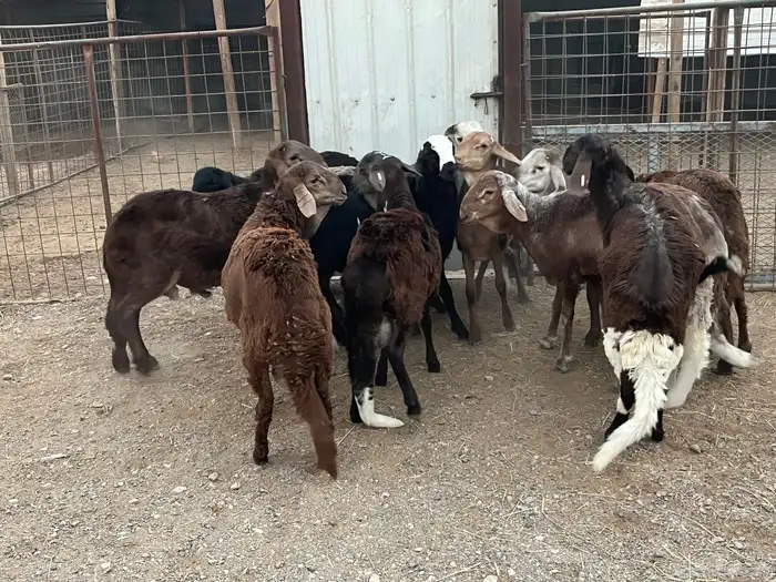 طليان سواكن 7