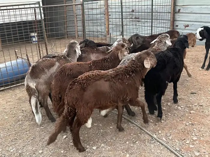 طليان سواكن 2