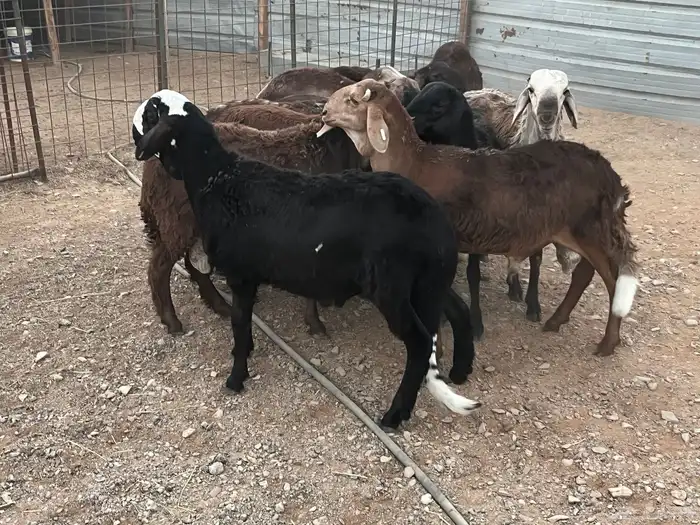 طليان سواكن 0