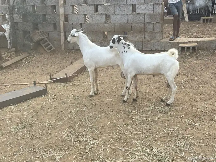 صبياء شرق الصناعيه الجديده عكوه 3