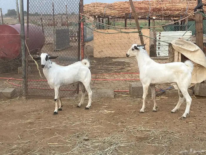 صبياء شرق الصناعيه الجديده عكوه 5