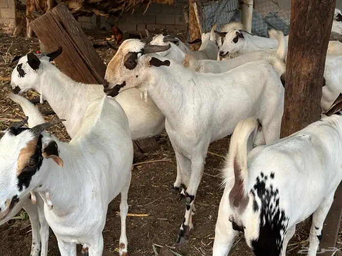 مشروع فحل بيشي تويم معرف بعمر تسعة شهور ونص 4