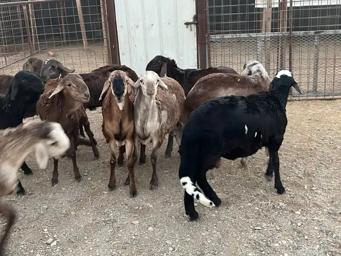 طليان سواكن 4