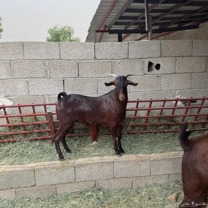 تيس مشروع 2