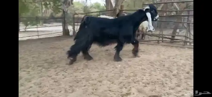 للبيع تيس عارضي اعطر صنف 0