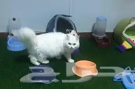 قطه فندقه 0