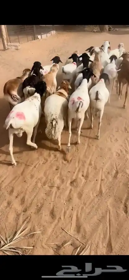 رفيدي وبرابر جذعان 3