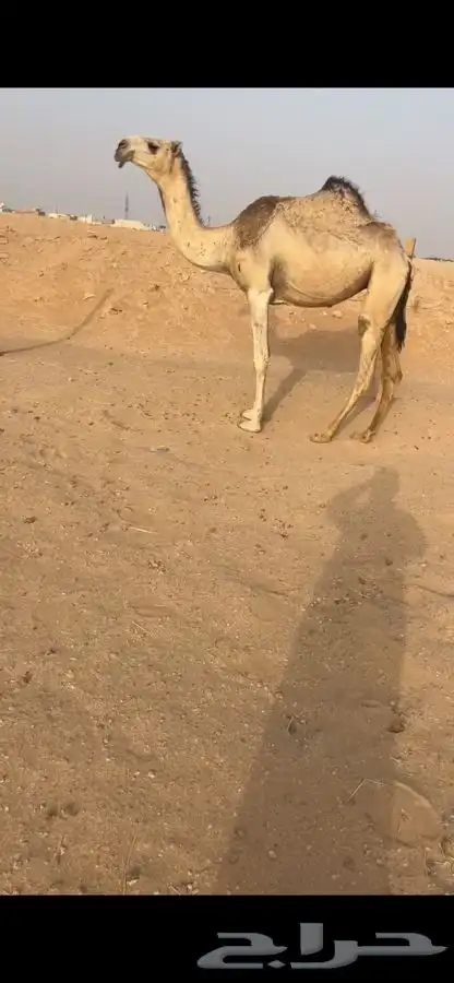 بكره شقحا طيبه 0