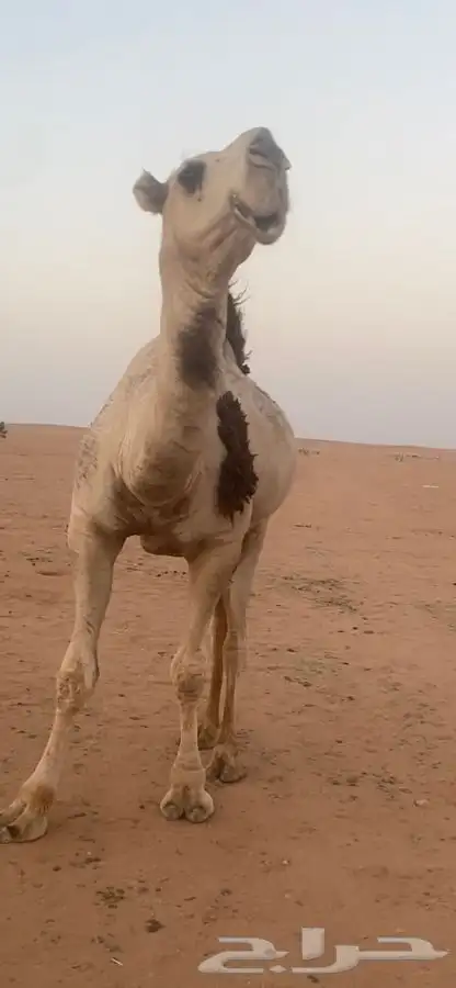 قعود كفوا كفوا كفوا 6