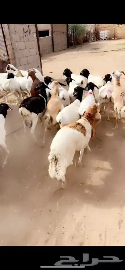 رفيدي وبرابر جذعان 1