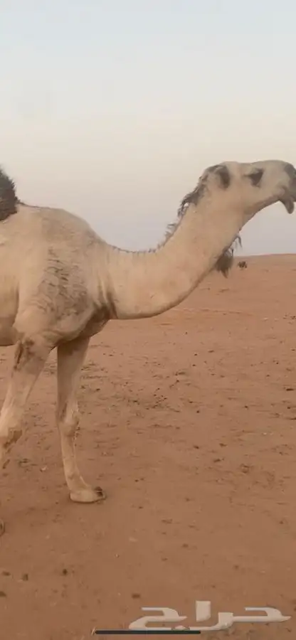 قعود كفوا كفوا كفوا 5