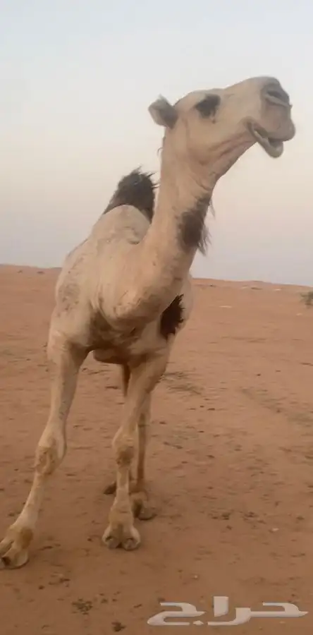 قعود كفوا كفوا كفوا 7