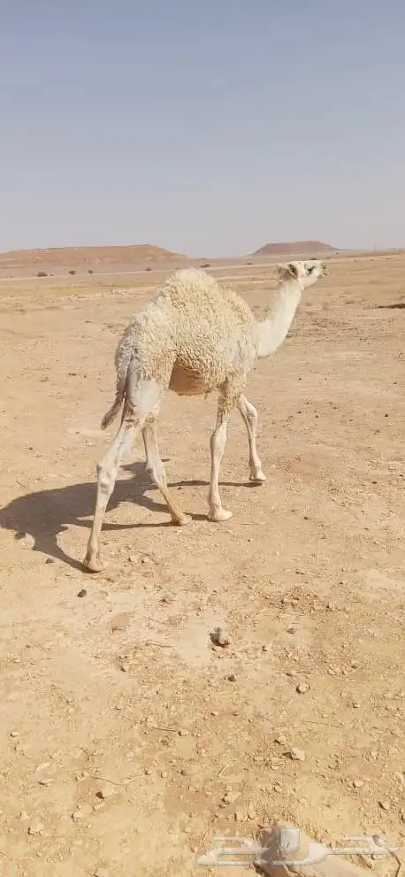 حوار كفو للبيع 0