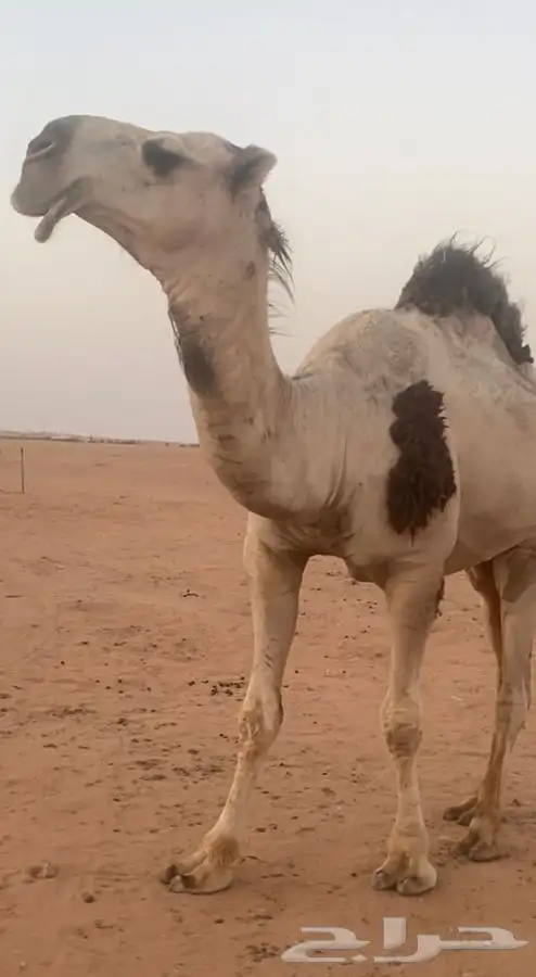 قعود كفوا كفوا كفوا 14