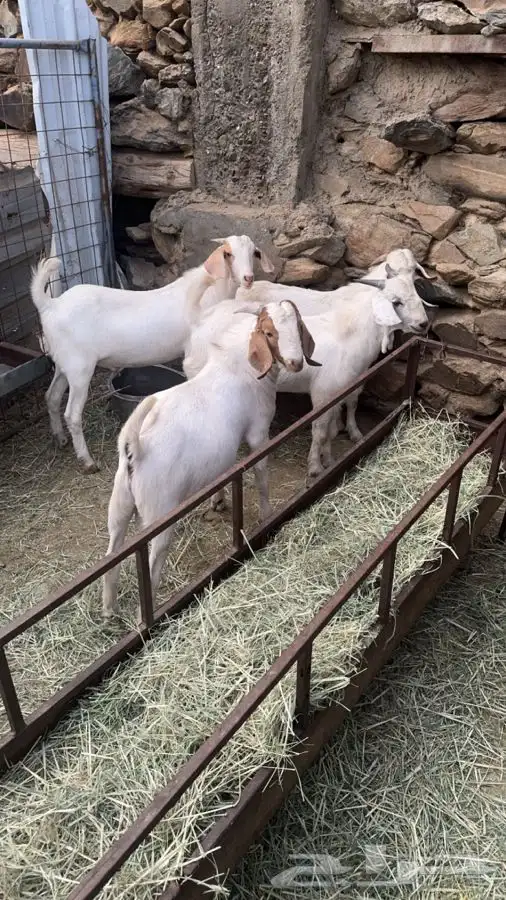تيوس(تم البيع) 0