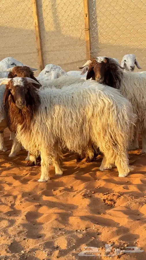 ابو عبدالله للذبايح 4