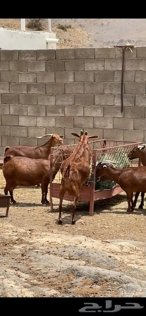 معزا دهم فواخر. 2