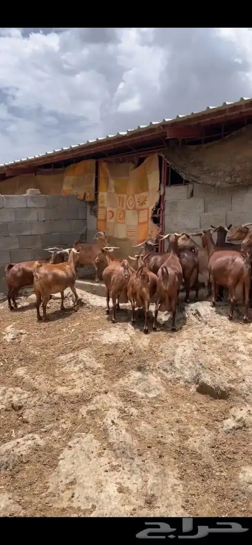 معزا دهم فواخر. 5