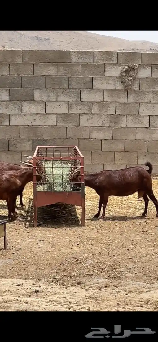 معزا دهم فواخر. 1