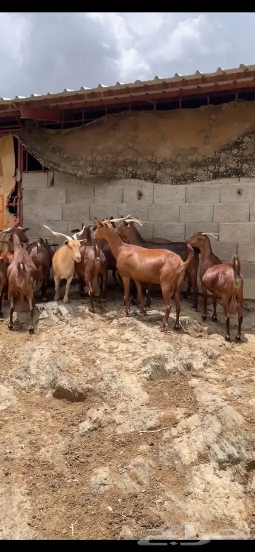 معزا دهم فواخر. 4