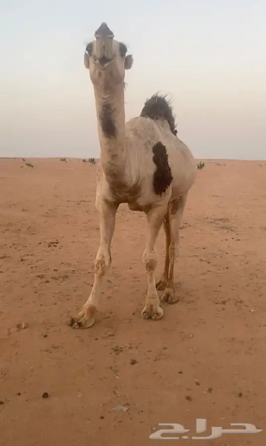 قعود كفوا كفوا كفوا 13