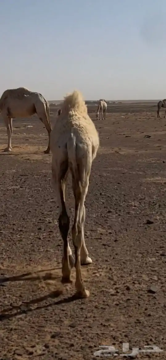 للبيع حاشي 2