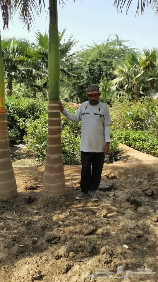 تنسيق حدائق منزليه 74