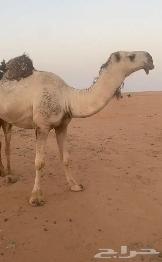 قعود كفوا كفوا كفوا 15
