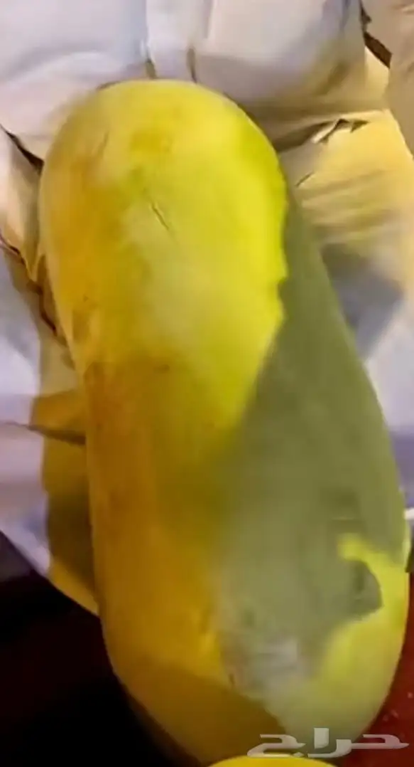 حبحب من الجوف طازة وشرط سكر واحمر 4