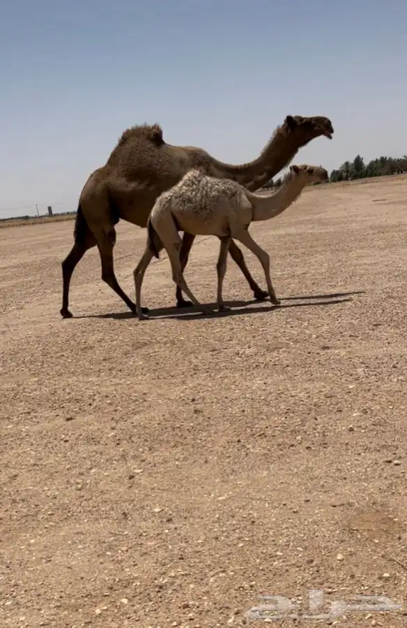 للبيع العشرا 0