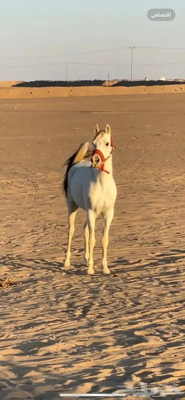 حصان شعبي سبوق جدا معه 16 كسبه 1