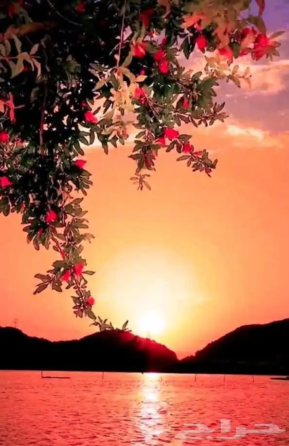 مشروع موقع و تطبيق إلكتروني 0