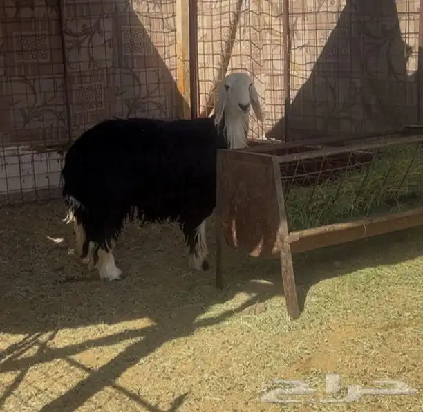 للبيع رخل نجديه وجبره بالحيل ومقفله شحم 0
