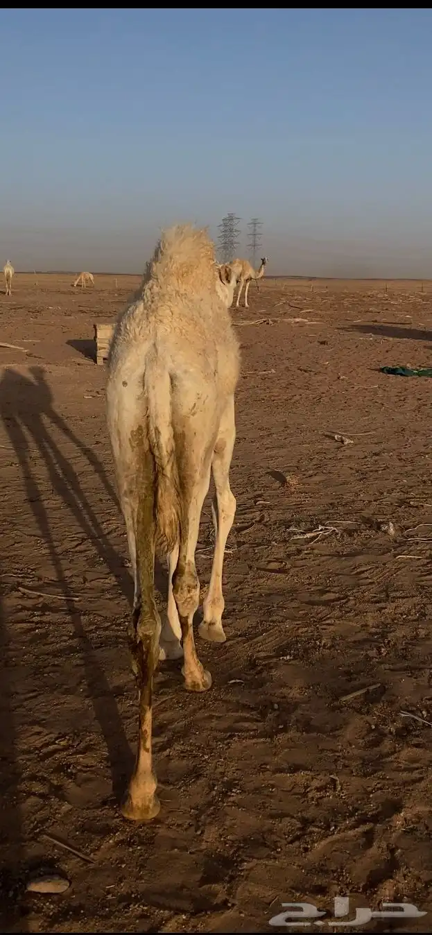 للبيع حاشي 0