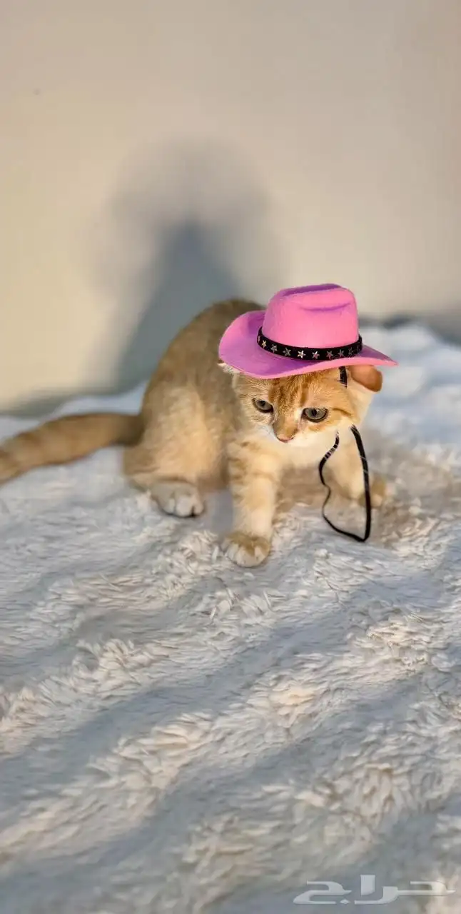 ذكر سكوتش فولد من أهالي بيور 2