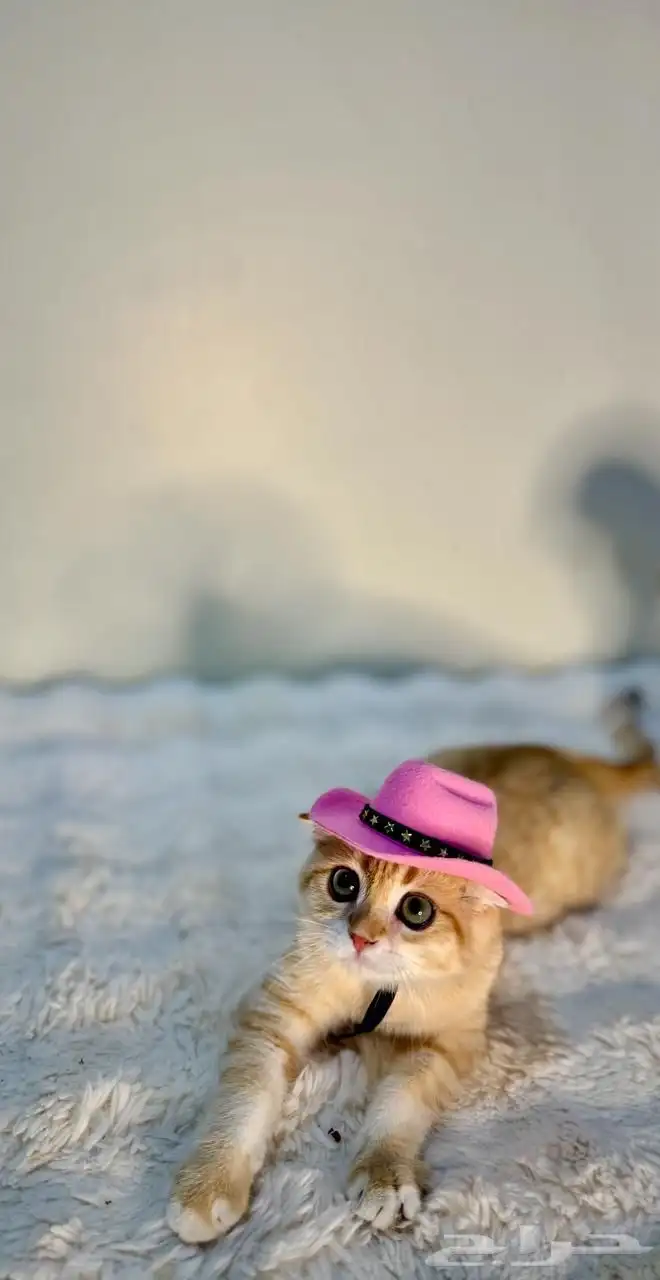 ذكر سكوتش فولد من أهالي بيور 1