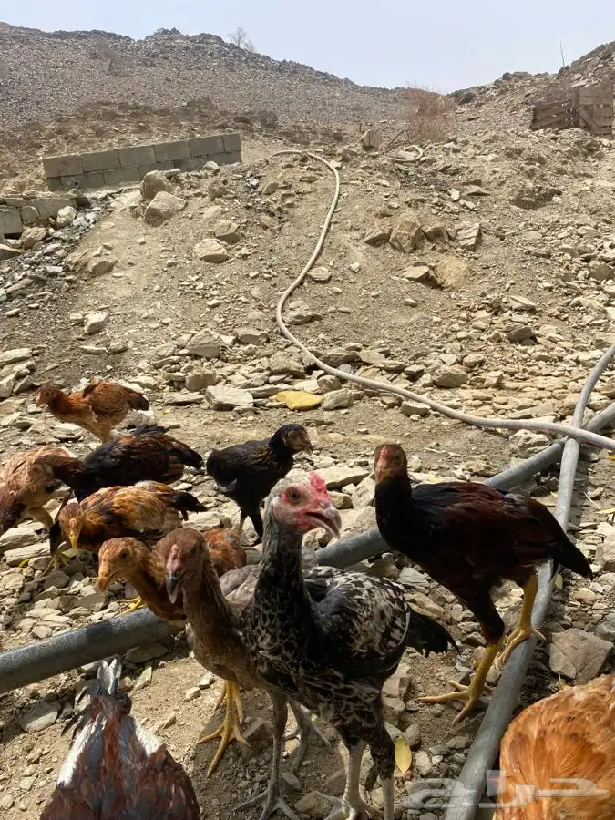 دجاج هجين باكستاني ذكران العدد 10 0