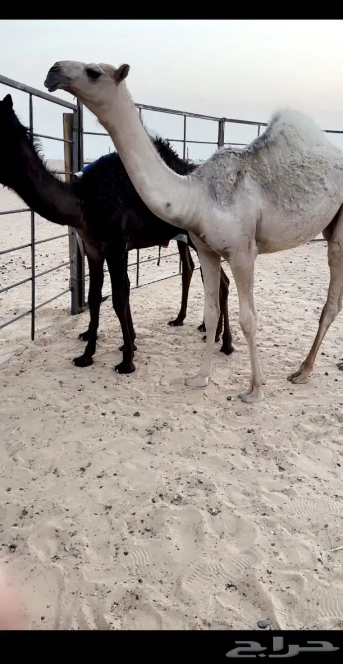 خلفه وبنتها طيبه جدااا وسلالتها طيبه نقبل بدل معزا ولا ضان 0