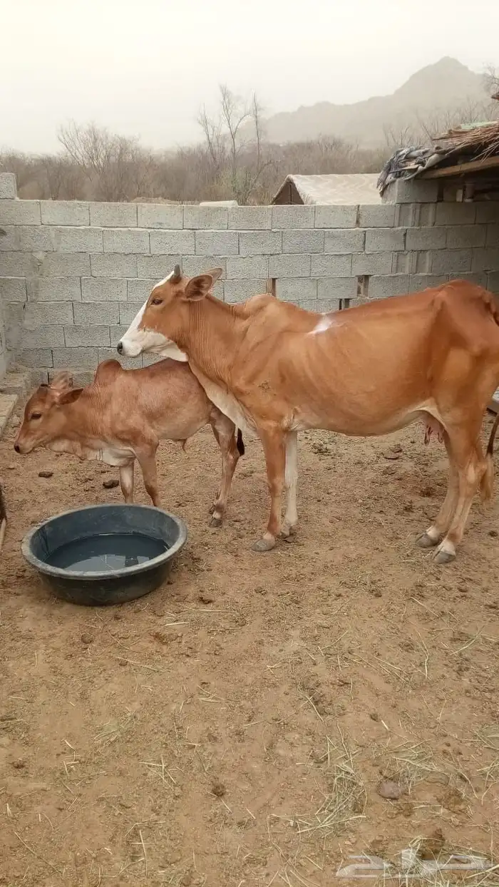 بقره مع عجلها 2