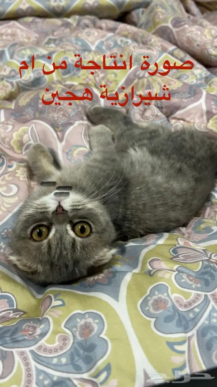 ذكر سكوتش فولد ضخم للتزاوج 6