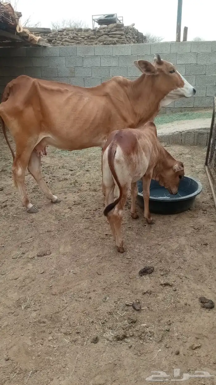 بقره مع عجلها 1