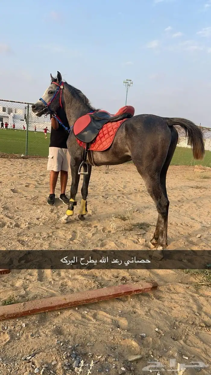 خيل عربي والبيع شعبي 1