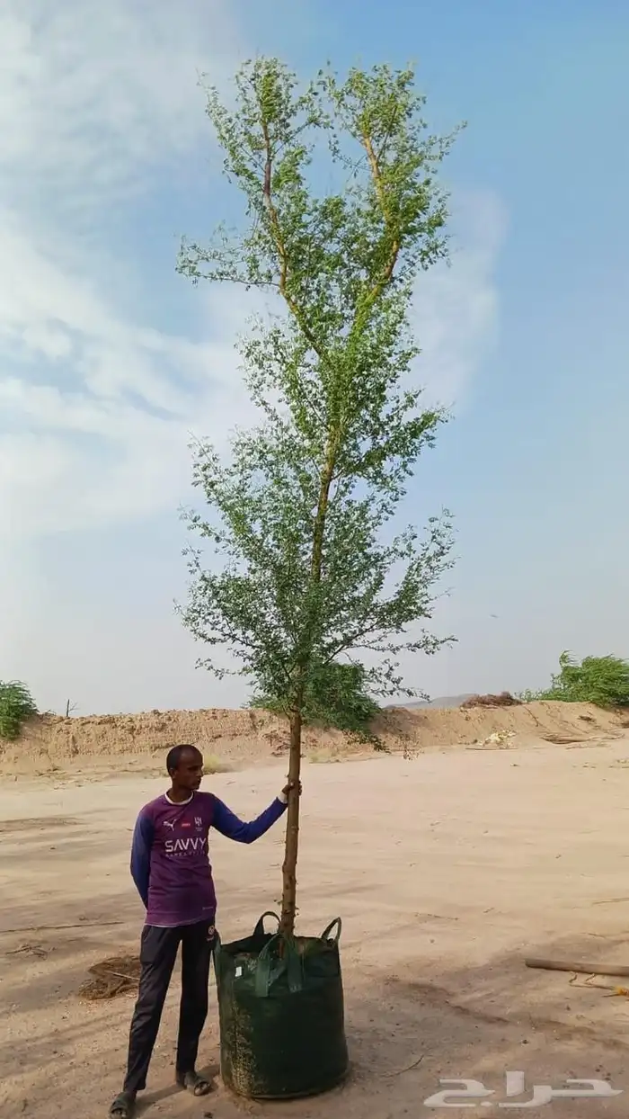 تنسيق حدائق منزليه 2