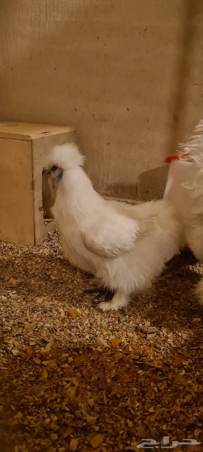 ديك ودجاجه قطنيات 4